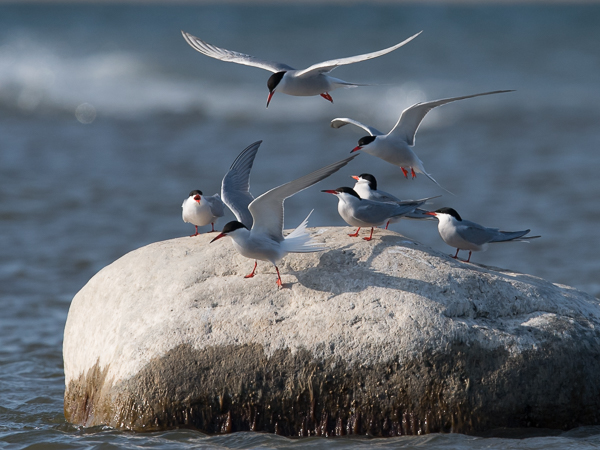 Kalatiira, Common Tern, Sterna hirundo