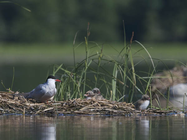 Kalatiira, Common Tern, Sterna hirundo