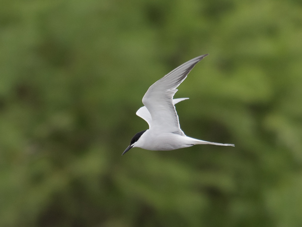 Kalatiira, Common Tern, Sterna hirundo