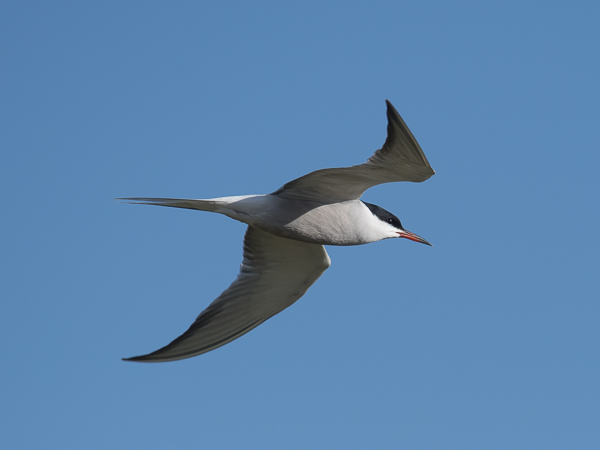 Kalatiira, Common Tern, Sterna hirundo