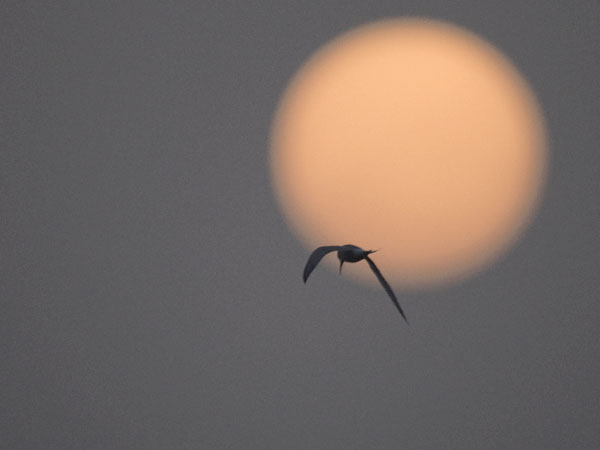 Kalatiira, Common Tern, Sterna hirundo