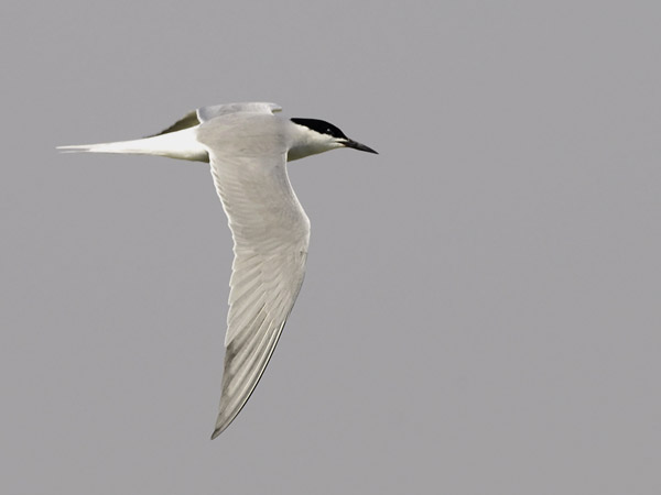 Kalatiira, Common Tern, Sterna hirundo