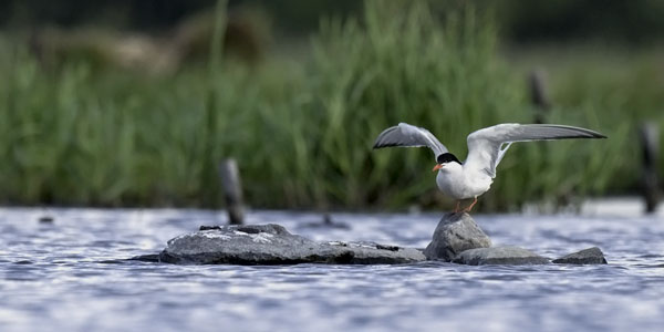 Kalatiira, Common Tern, Sterna hirundo