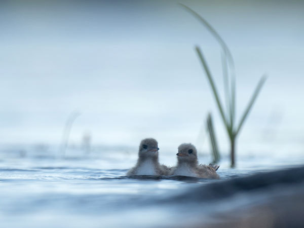 Kalatiira, Common Tern, Sterna hirundo