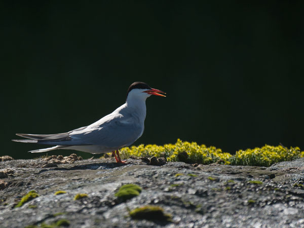 Kalatiira, Common Tern, Sterna hirundo