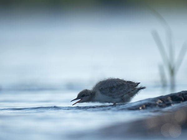 Kalatiira, Common Tern, Sterna hirundo