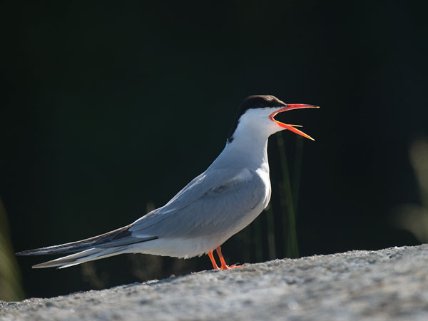 Kalatiira, Common Tern, Sterna hirundo