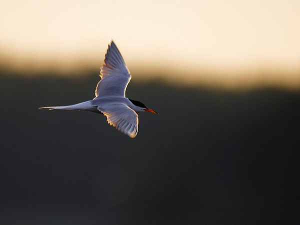 Kalatiira, Common Tern, Sterna hirundo