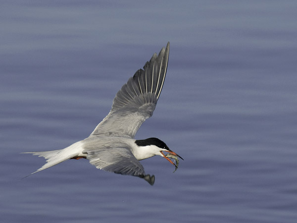 Kalatiira, Common Tern, Sterna hirundo