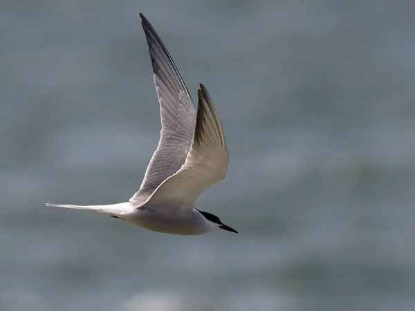Kalatiira, Common Tern, Sterna hirundo