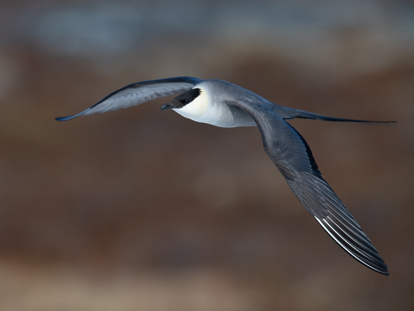 Tunturikihu, Long-tailed Jaeger, Stercorarius longicaudus