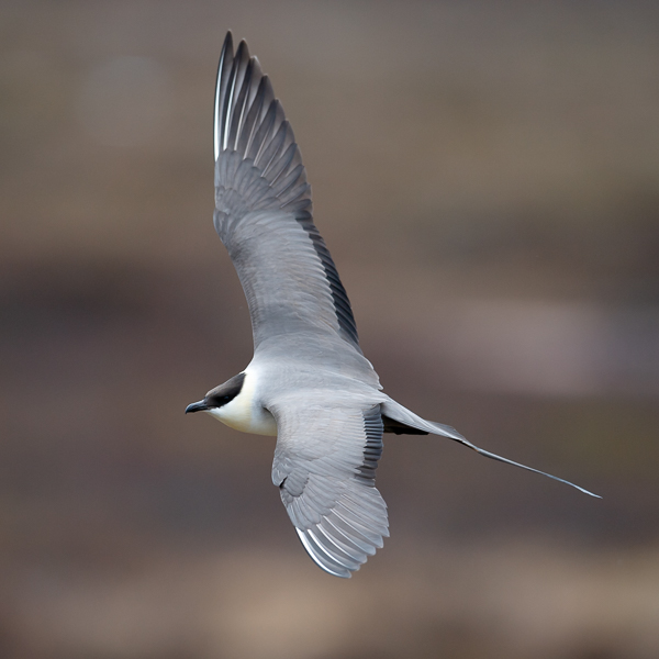 Tunturikihu, Long-tailed Jaeger, Stercorarius longicaudus