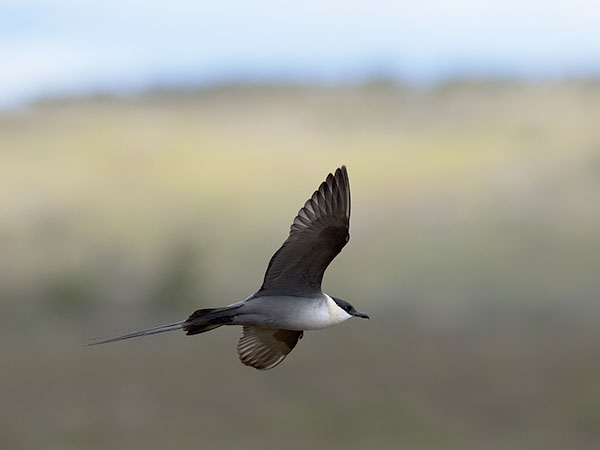 Tunturikihu, Long-tailed Jaeger, Stercorarius longicaudus