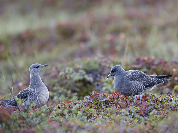 Tunturikihu, Long-tailed Jaeger, Stercorarius longicaudus