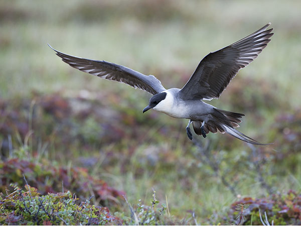 Tunturikihu, Long-tailed Jaeger, Stercorarius longicaudus