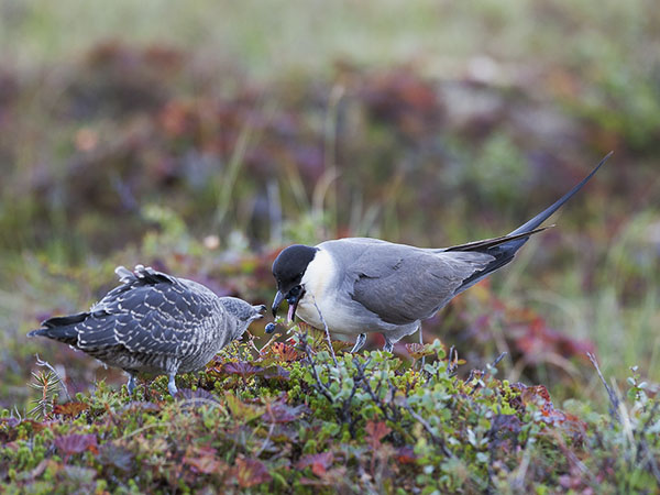 Tunturikihu, Long-tailed Jaeger, Stercorarius longicaudus