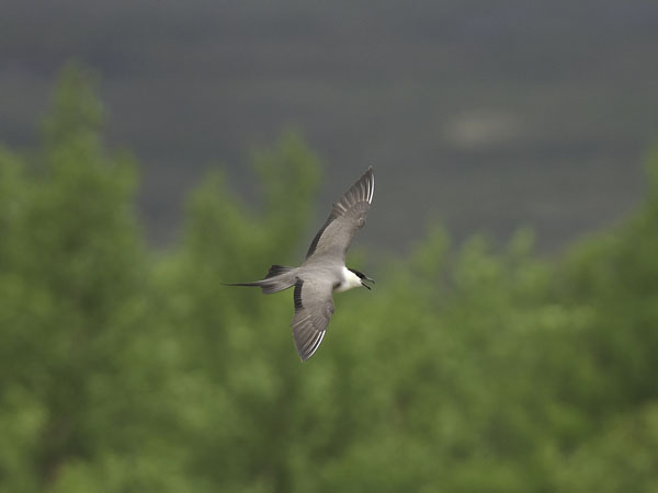 Tunturikihu, Long-tailed Jaeger, Stercorarius longicaudus