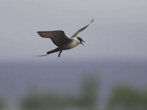 Tunturikihu, Long-tailed Jaeger, Stercorarius longicaudus