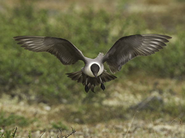 Tunturikihu, Long-tailed Jaeger, Stercorarius longicaudus