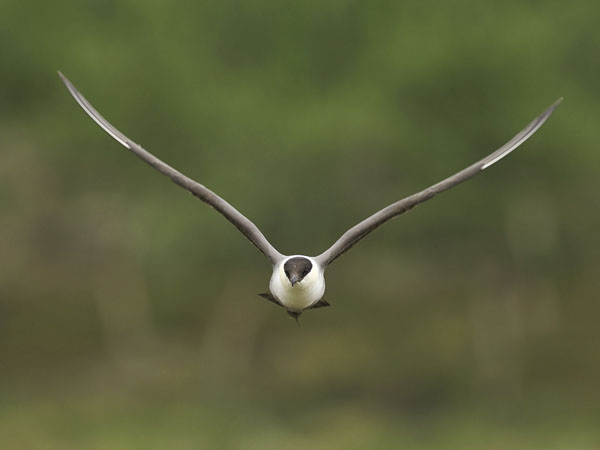 Tunturikihu, Long-tailed Jaeger, Stercorarius longicaudus