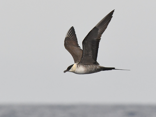 Tunturikihu, Long-tailed Jaeger, Stercorarius longicaudus