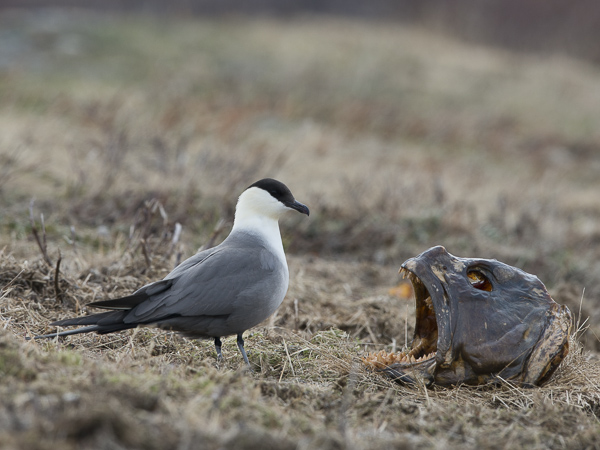 Tunturikihu, Long-tailed Jaeger, Stercorarius longicaudus