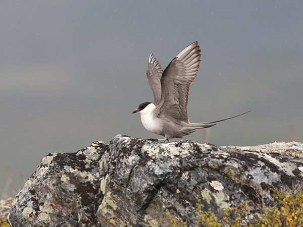 Tunturikihu, Long-tailed Jaeger, Stercorarius longicaudus