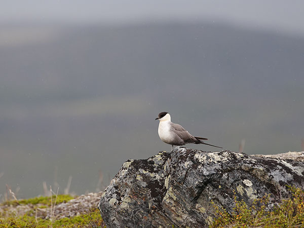 Tunturikihu, Long-tailed Jaeger, Stercorarius longicaudus