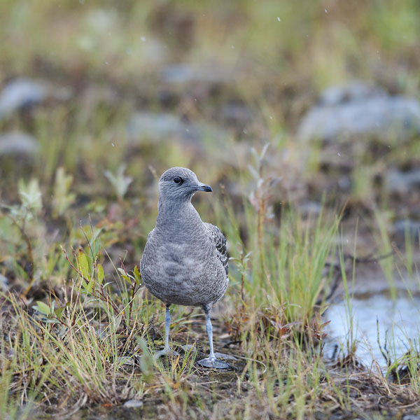 Tunturikihu, Long-tailed Jaeger, Stercorarius longicaudus