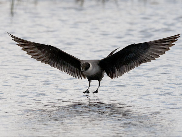 Tunturikihu, Long-tailed Jaeger, Stercorarius longicaudus