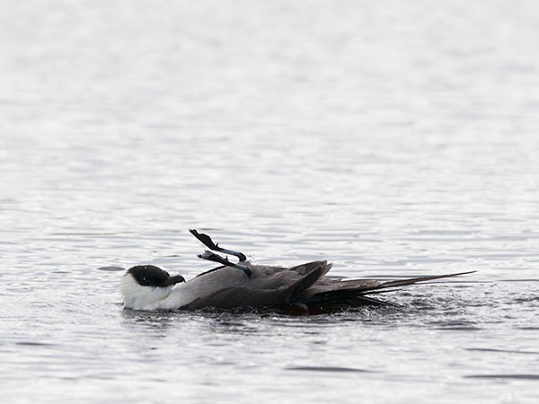 Tunturikihu, Long-tailed Jaeger, Stercorarius longicaudus