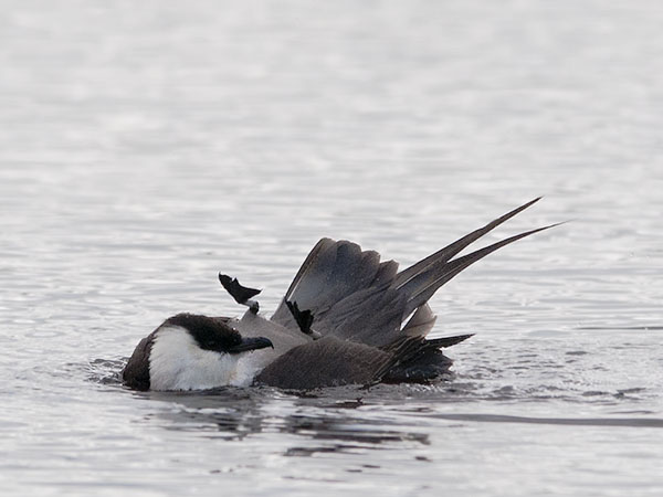 Tunturikihu, Long-tailed Jaeger, Stercorarius longicaudus
