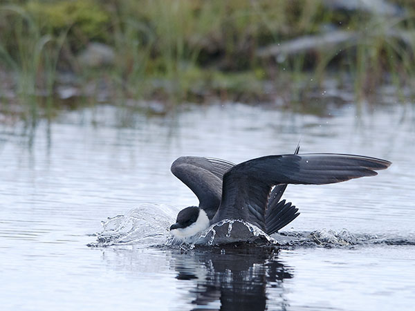 Tunturikihu, Long-tailed Jaeger, Stercorarius longicaudus