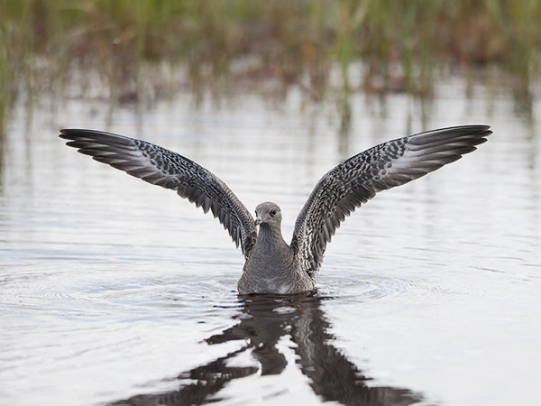 Tunturikihu, Long-tailed Jaeger, Stercorarius longicaudus