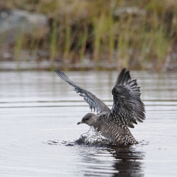 Tunturikihu, Long-tailed Jaeger, Stercorarius longicaudus