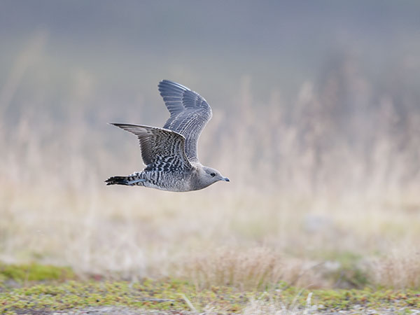 Tunturikihu, Long-tailed Jaeger, Stercorarius longicaudus