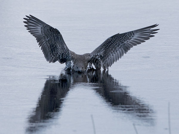 Tunturikihu, Long-tailed Jaeger, Stercorarius longicaudus