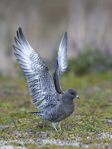 Tunturikihu, Long-tailed Jaeger, Stercorarius longicaudus