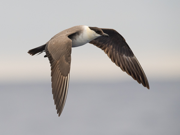 Tunturikihu, Long-tailed Jaeger, Stercorarius longicaudus