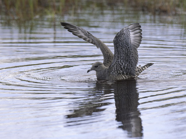 Tunturikihu, Long-tailed Jaeger, Stercorarius longicaudus