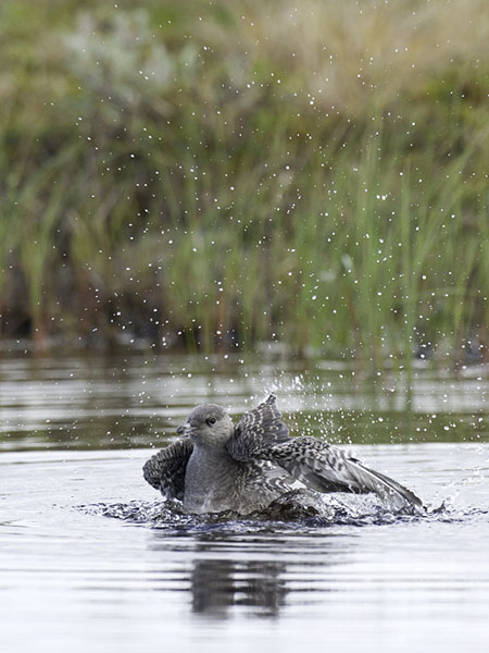 Tunturikihu, Long-tailed Jaeger, Stercorarius longicaudus