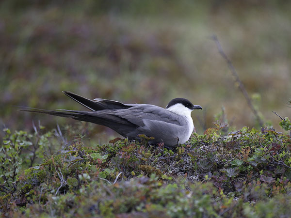 Tunturikihu, Long-tailed Jaeger, Stercorarius longicaudus