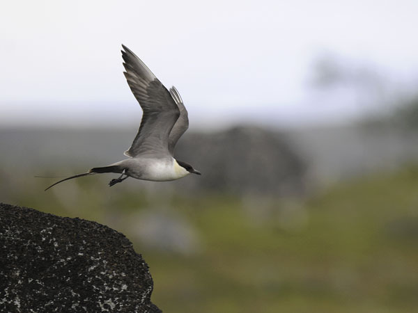 Tunturikihu, Long-tailed Jaeger, Stercorarius longicaudus