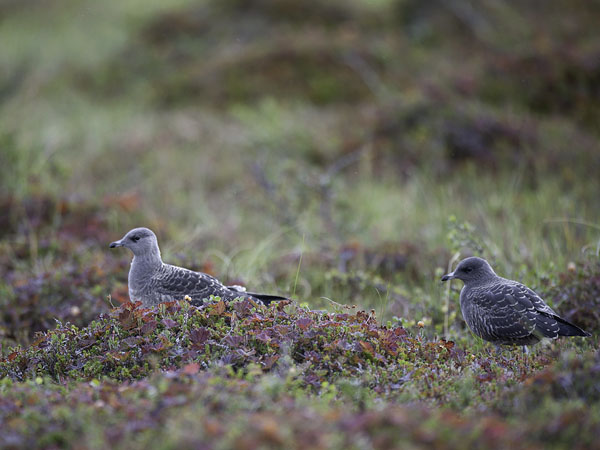 Tunturikihu, Long-tailed Jaeger, Stercorarius longicaudus