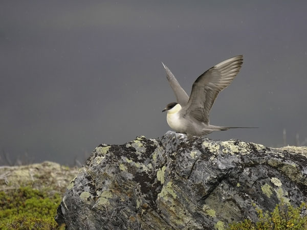 Tunturikihu, Long-tailed Jaeger, Stercorarius longicaudus