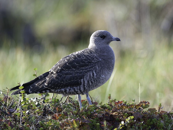 Tunturikihu, Long-tailed Jaeger, Stercorarius longicaudus