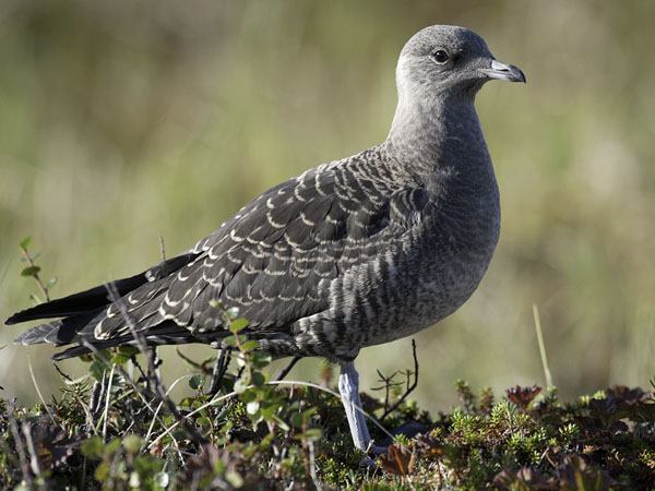 Tunturikihu, Long-tailed Jaeger, Stercorarius longicaudus