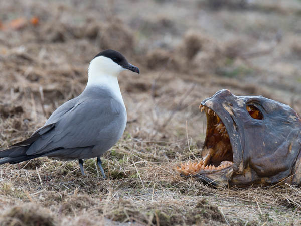 Tunturikihu, Long-tailed Jaeger, Stercorarius longicaudus