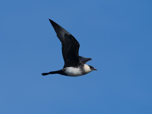 Leveäpyrstökihu, Pomarine Skua, Stercorarius pomarinus