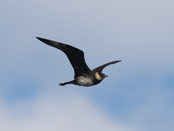 Leveäpyrstökihu, Pomarine Skua, Stercorarius pomarinus